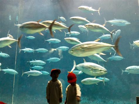 Tokyo Sea Life Park Aquarium Traveling Tokyo With Babykids