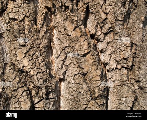 Poplar Tree Bark Stock Photo Alamy
