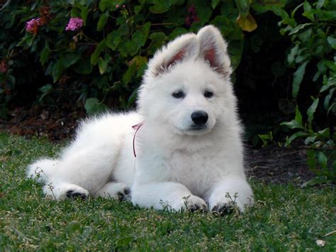 American White Shepherd Puppies Rescue Pictures Information Temperament Characteristics