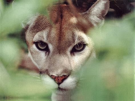 Mountain Lion F2 Cougar Cat Puma Panther Lion Animal Mountian