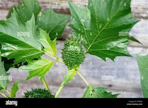 Detail Of The Seed Pod And Foliage Of Datura Stramomium Stock Photo Alamy