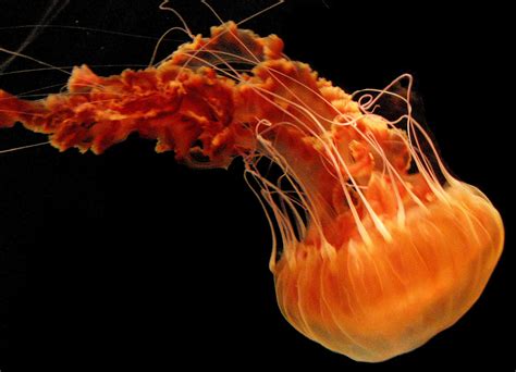 Aquarium Of The Pacific Online Learning Center Black Sea Nettle