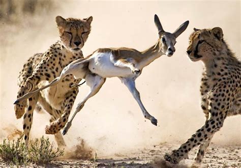 Cheetah The Fastest Land Animal In The World