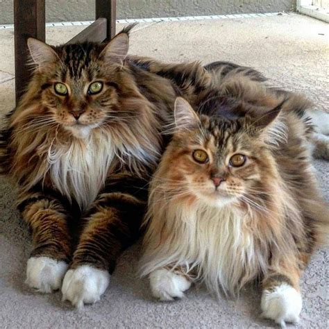 The norwegian forest and the maine coon cats are very similar looking felines and when it comes to personalities, there's not much that sets them apart either. Norwegian Forest Cats vs. Maine Coon - How to recognize ...