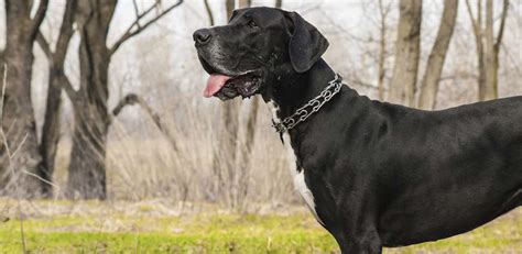 Great Dane The Worlds Largest Lap Dog K9 Research Lab