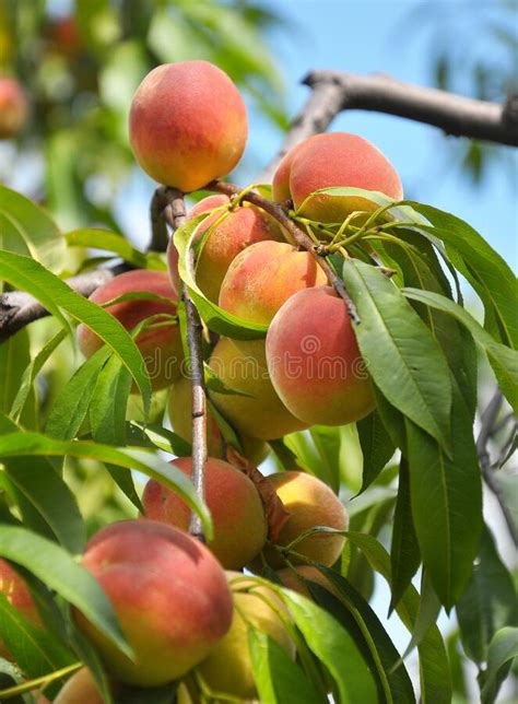 On The Tree Branch Ripe Peach Fruits Stock Image Image Of Fuzzy Farm