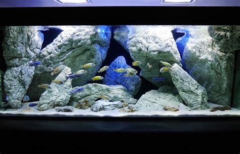 I found some old patio slate slabs in the basement and decided they would. Malawi underwater caves for cichlids - ARSTONE Aquarium Backgrounds