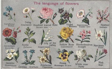 ⋆ 『 Desireemyersss On Pinterest ♡ 』 ⋆ Language Of Flowers Geraniums
