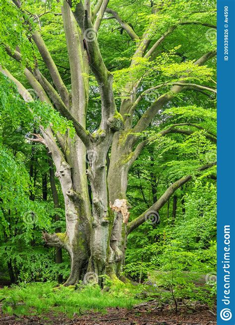 Mighty Old Beech Tree In Green Forest Stock Photo Image Of Wilderness