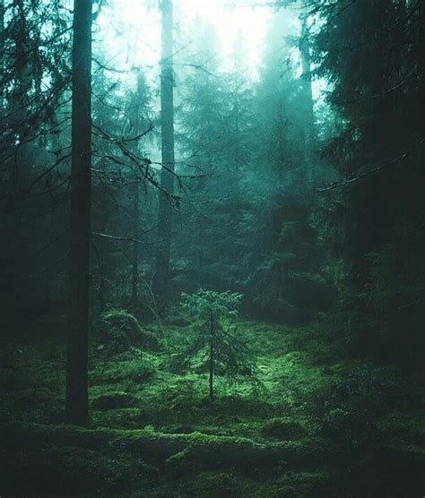 Image In Forest Aesthetic Collection By Kayliecorn