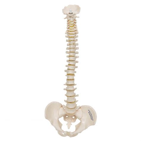 3b Scientific A18 20 Mini Flexible Vertebral Column Model 3b Smart Anatomy