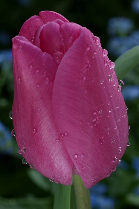 Filebeautiful Pink Tulip Flower Photo With Waterdrops Wikimedia