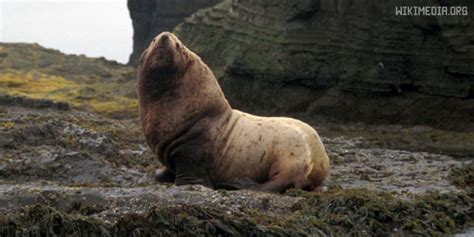 Сивуч — северный морской лев. Животное из красной книги