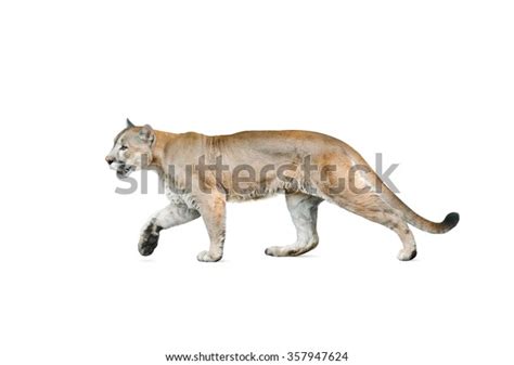 Cougar Male Walking Isolated Over White Stock Photo Edit Now 357947624