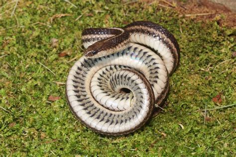 Lined Snake Benton County Arkansas Usa Kory Roberts Flickr