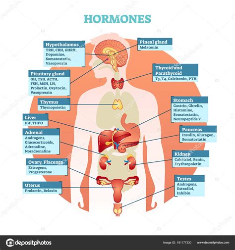 Infografia Cuerpo Humano Los Pulmones Y Las Hormonas Biology Art The