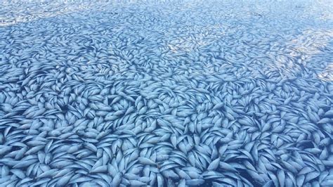 thousands-of-dead-fish-turn-up-in-shinnecock-canal-on-long-island