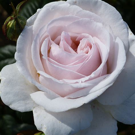 Julia Rose Bush Trevor White Roses Buy Quality Mail Order Roses
