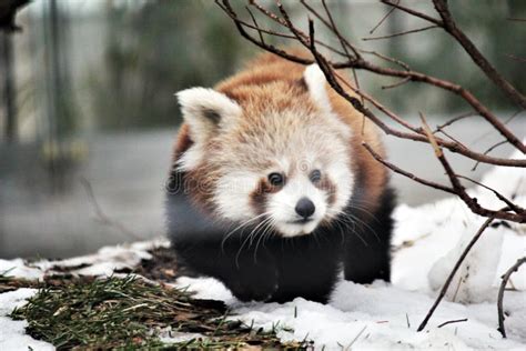 Red Panda Is And Endangered Mammal Animal From South China And East