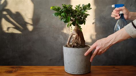 Growing Your Green Thumb: Ficus Ginseng | The Plant Lover Blog – Plant