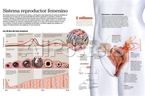 Infografía Del Sistema Reproductor Femenino Y Del Ciclo Menstrual