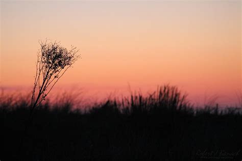Dune Grass Sunrise Photograph By Robert Banach Pixels