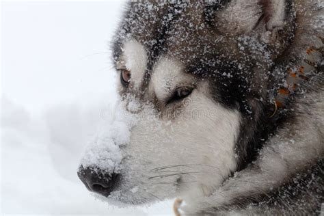 Dog Breed Alaskan Malamute On A Snow Stock Image Image Of Cover
