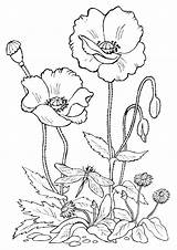 Coloring Flower Bed sketch template