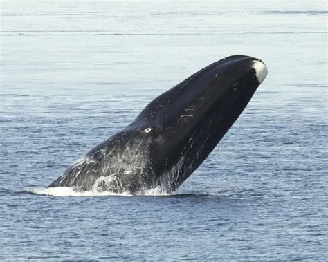 Bowhead Whale Zoopedia Wiki Fandom