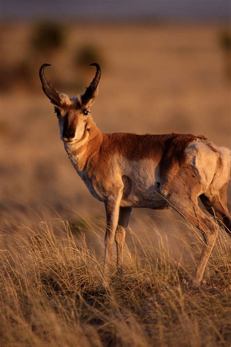 Pronghorn among species most threatened by nation's water woes ...