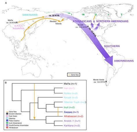 population genetics genomic evidence for the pleistocene and recent population history of