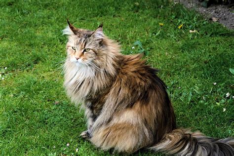 The Majestic Norwegian Forest Cat The Purrington Post
