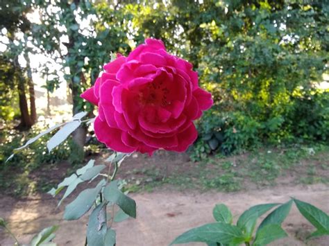 Rosa Flor Jardim Foto Gratuita No Pixabay Pixabay
