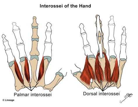 Intrinsic Hand Muscles Msk Medbullets Step 1