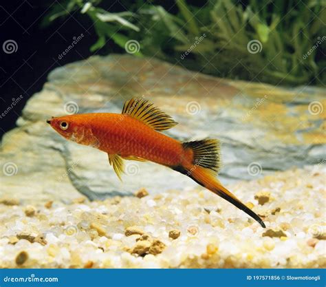 Red Wagtail Swordtail Fish Xiphophorus Helleri Wagtail Stock Photo