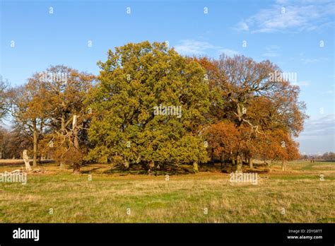 Winter View Of Oak Trees In Richmond Park London Uk Stock Photo Alamy