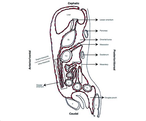 Sagittal View Of Abdominal Cavity St Stomach Tc Transverse Colon