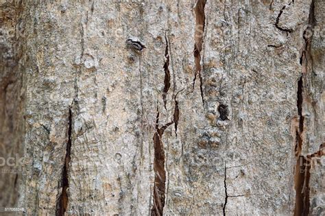 Wood Skin Texture With Small Spider Stock Photo Download Image Now