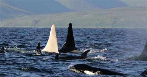 All White Killer Whale Spotted Off Russias East Coast