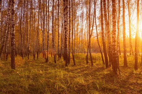 Sunset In An Autumn Birch Grove With Yellow Leaves And Sunrays Cutting