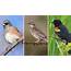 North America Has Lost 3 Billion Birds Scientists Say  MPR News