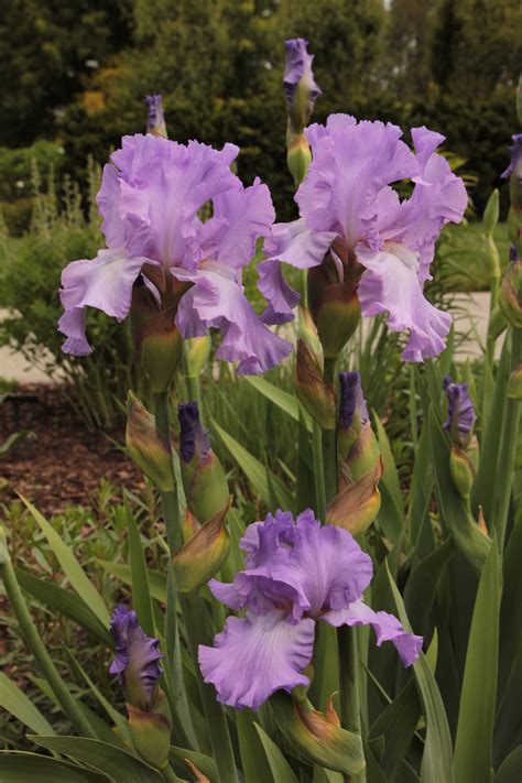 Standard Tall Bearded Iris | Longwood Gardens