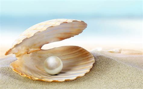 The Pearl Beach Pearl Shell Beauty Nature Sea Hd Wallpaper Peakpx