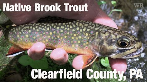 Fly Fishing Native Brook Trout Clearfield County Pa Project Healing