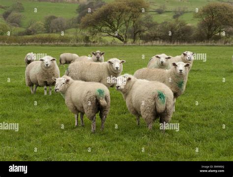 Domestic Sheep Texel Cross Lonk Ewe Lambs For Breeding Back To Texel