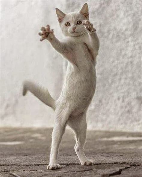 40 All Time Funny Pictures Of Dancing Animals