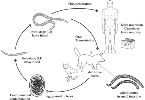 Soil Transmitted Helminthic Zoonoses In Humans And Associated Risk