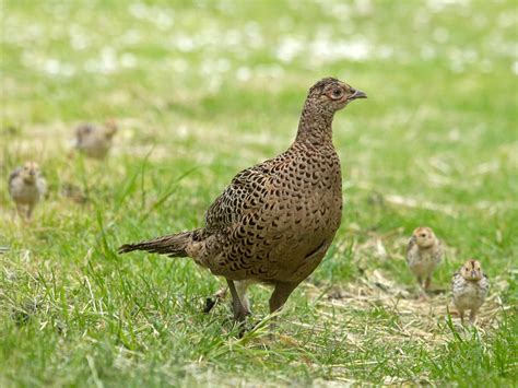 Baby Pheasants All You Need To Know With Pictures Birdfact
