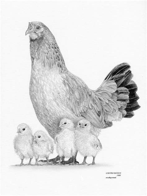 Chicken Hen And Chicks Limited Edition Art Drawing Print Signed Etsy