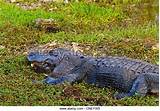 Alligator Park Florida Everglades Pictures